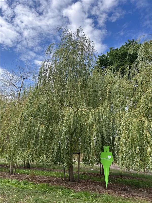 Salix alba 'Tristis'