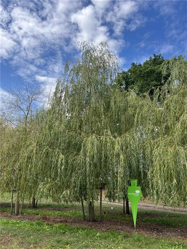 Salix alba 'Tristis'