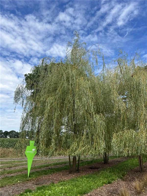 Salix alba 'Tristis'