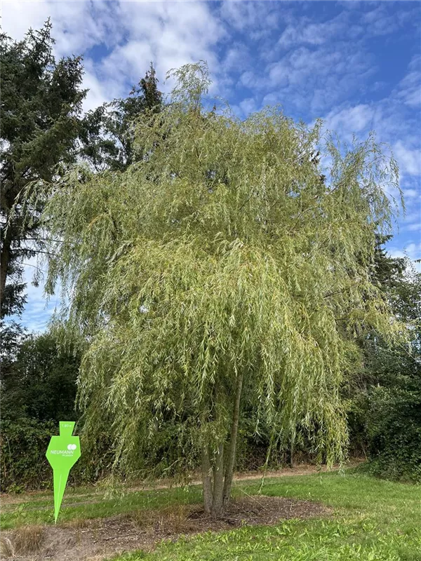Salix alba 'Tristis'