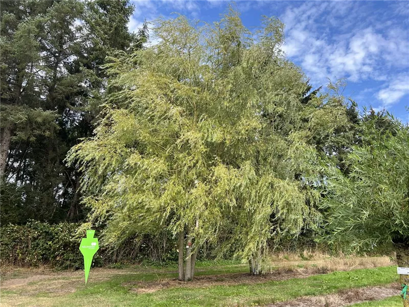 Salix alba 'Tristis'