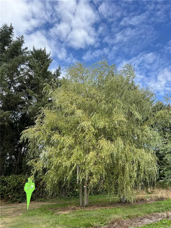 Salix alba 'Tristis'