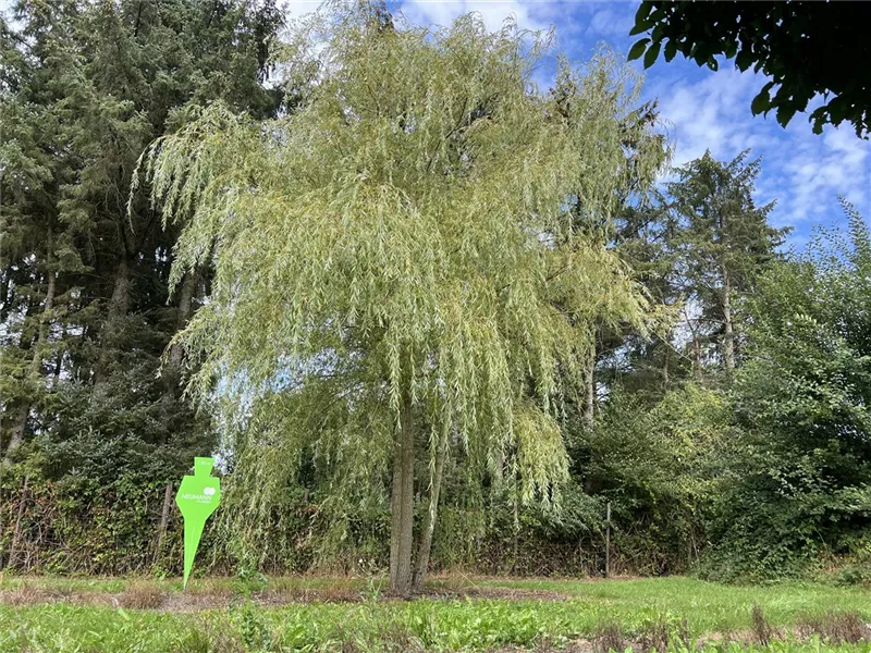 Salix alba 'Tristis'