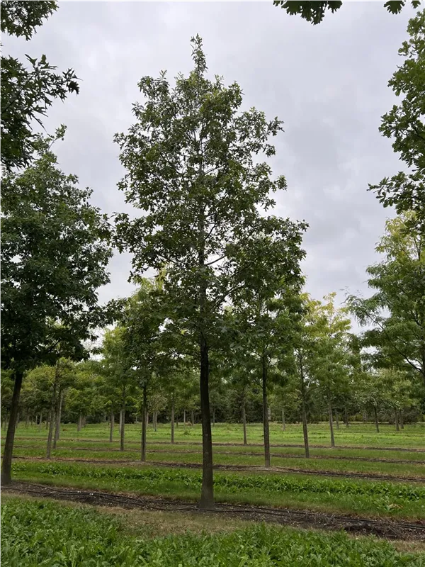 Quercus coccinea
