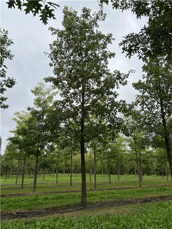 Quercus coccinea