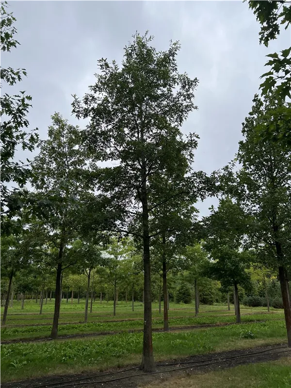 Quercus coccinea