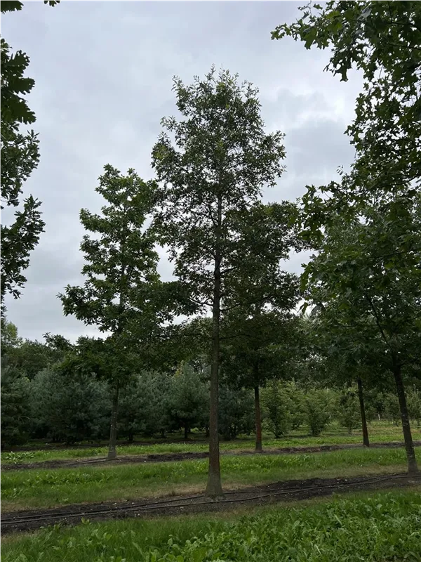 Quercus coccinea