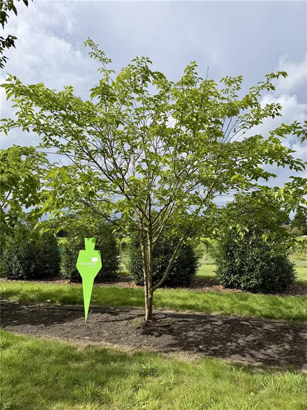 Morus alba 'Fruitless'