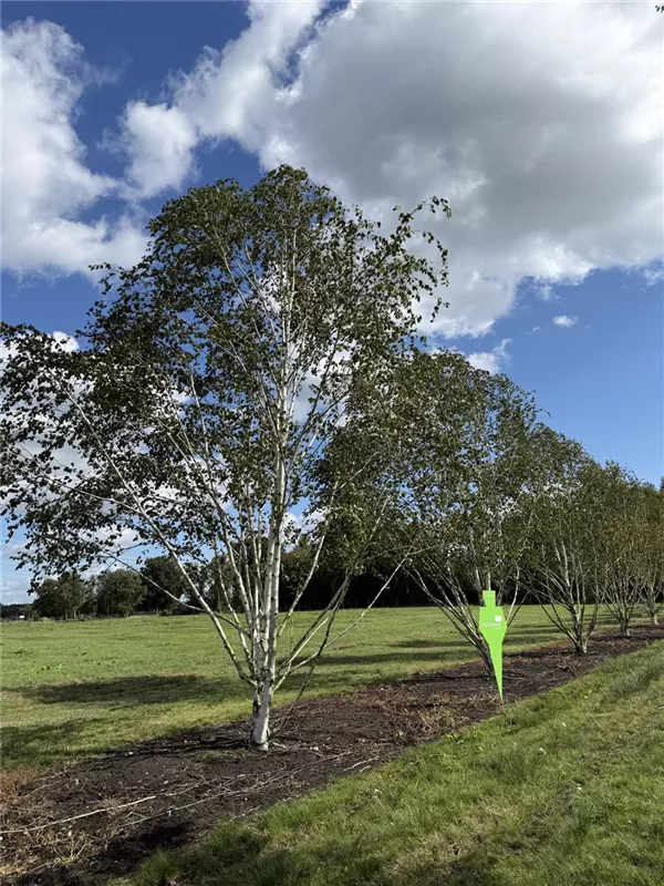Betula jacquemontii