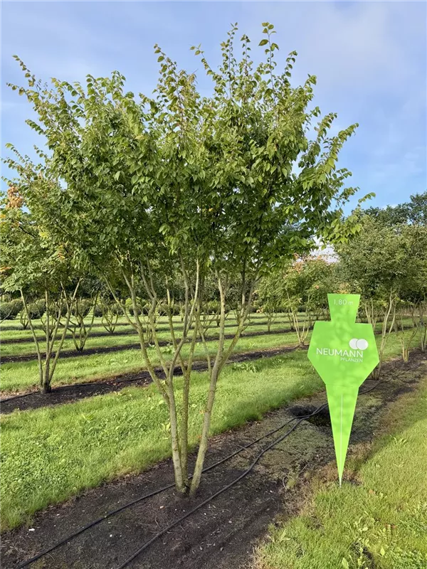 Zelkova serrata