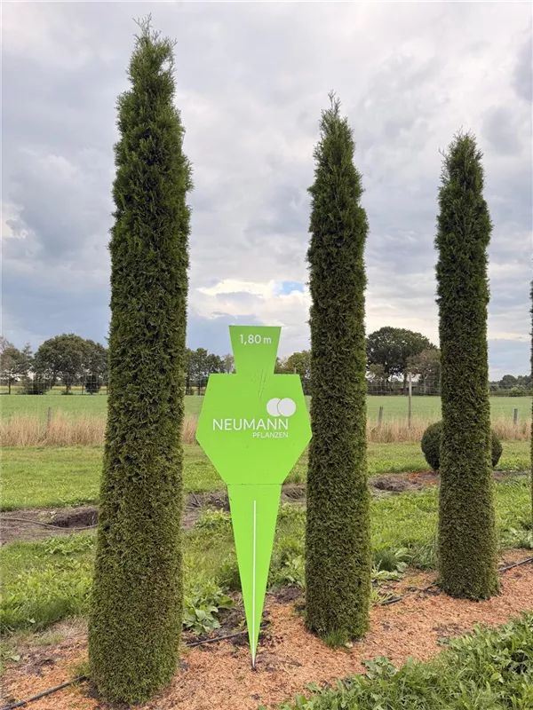 Thuja occidentalis 'Smaragd'