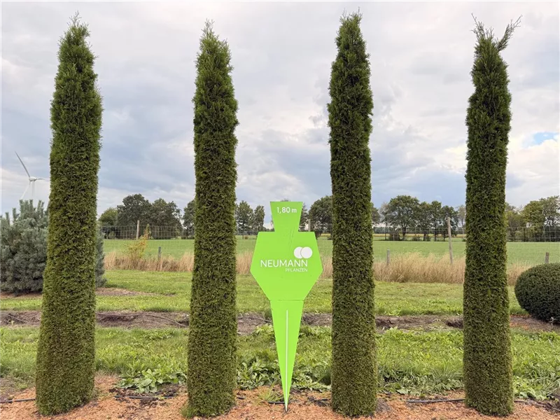 Thuja occidentalis 'Smaragd'