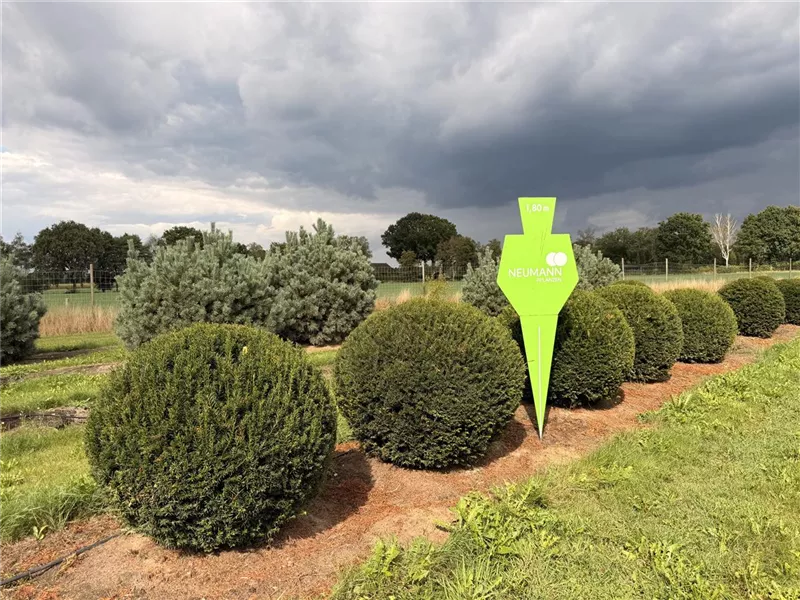 Taxus baccata