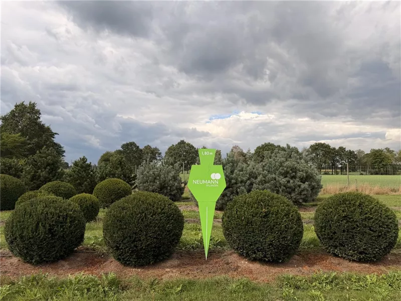 Taxus baccata