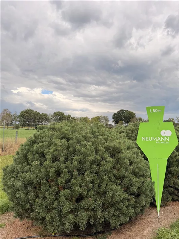 Pinus mugo 'Mops'