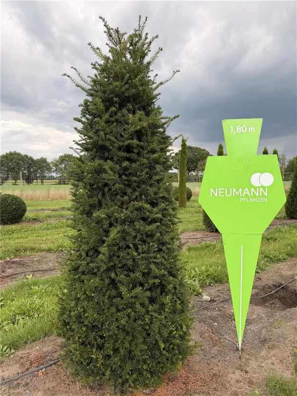 Taxus baccata