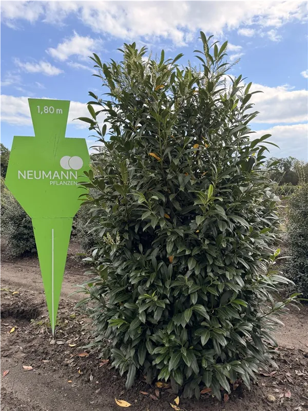 Prunus lauroc.'Genolia' -R-