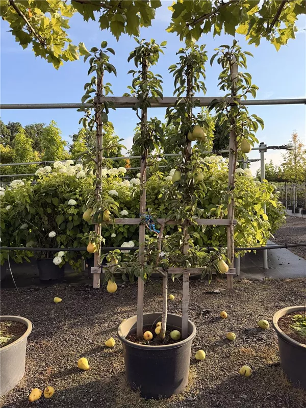 Pyrus com.'Williams Christbirne' CAC