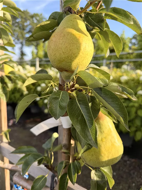 Pyrus com.'Williams Christbirne' CAC
