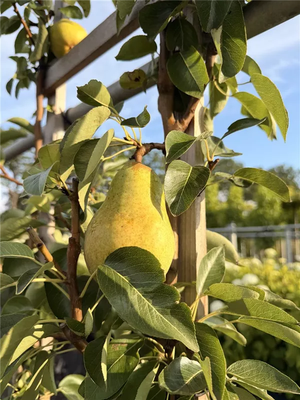 Pyrus com.'Williams Christbirne' CAC