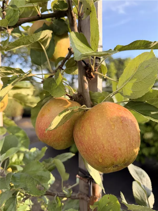 Malus 'Boskoop' CAC