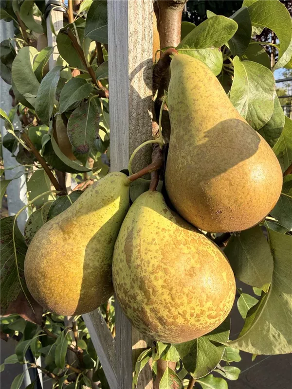 Pyrus com.'Conferencebirne' CAC