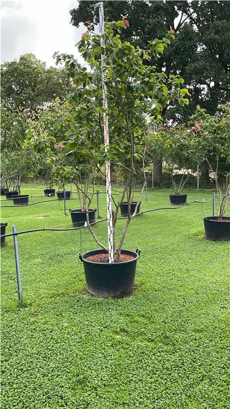 Parrotia persica