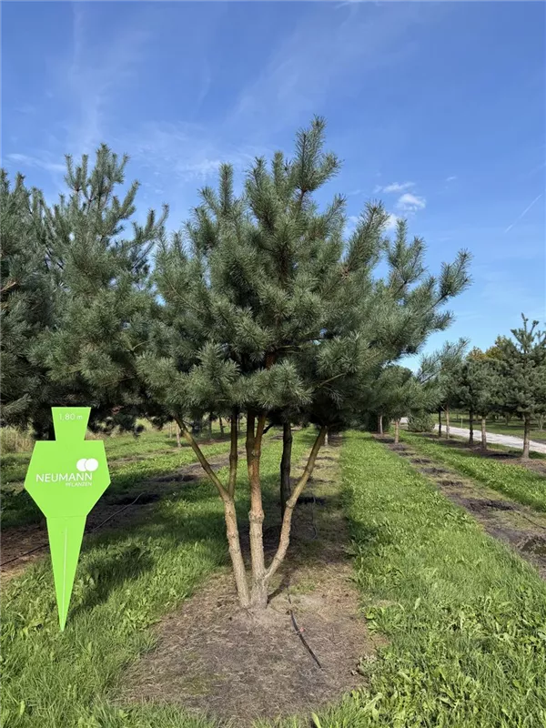 Pinus sylvestris