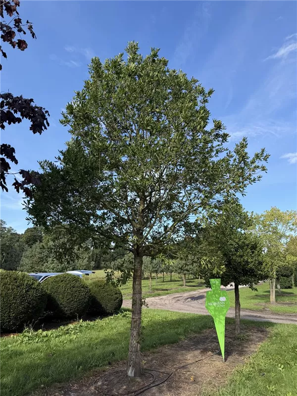 Quercus turneri 'Pseudoturneri'