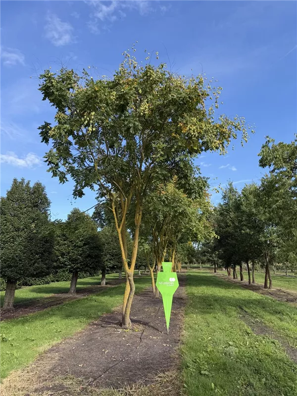 Koelreuteria paniculata