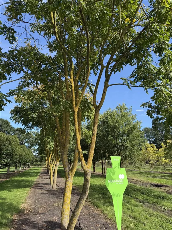 Koelreuteria paniculata