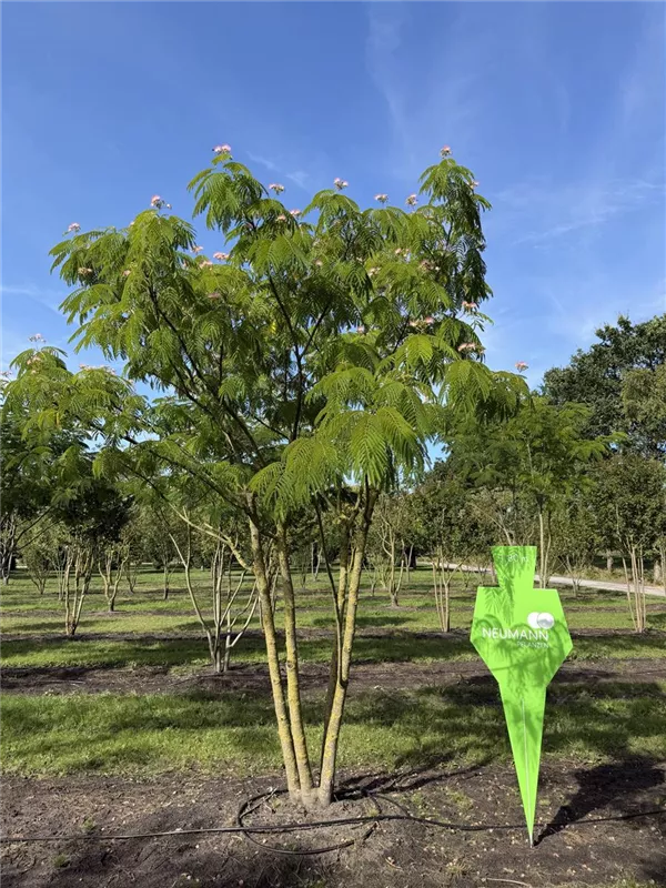 Albizia julibrissin 'Ombrella'