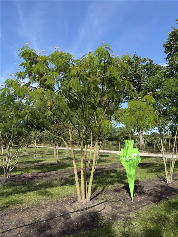 Albizia julibrissin 'Ombrella'