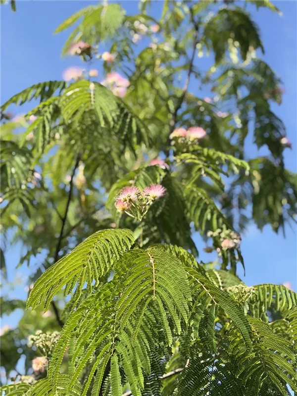 Albizia julibrissin 'Ombrella'