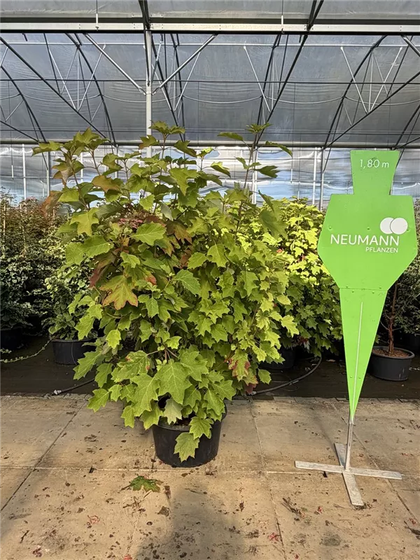 Hydrangea quercifolia