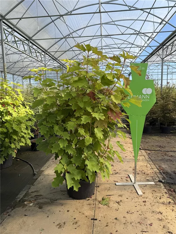 Hydrangea quercifolia