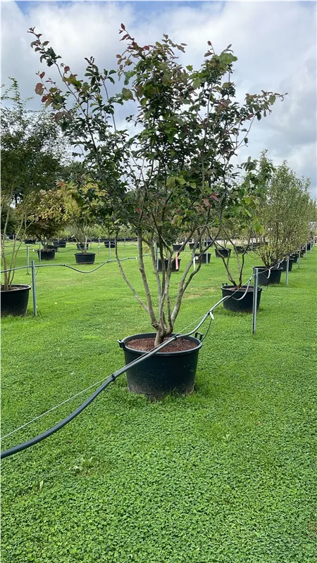 Parrotia persica