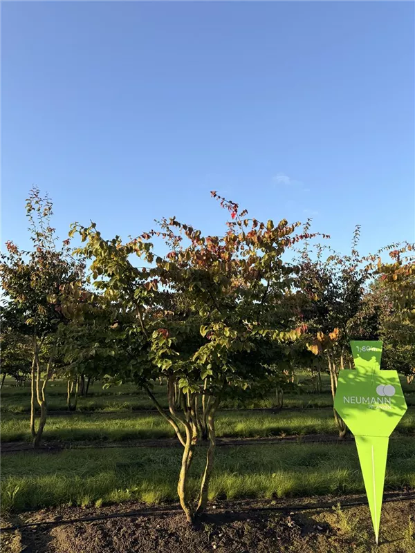 Parrotia persica