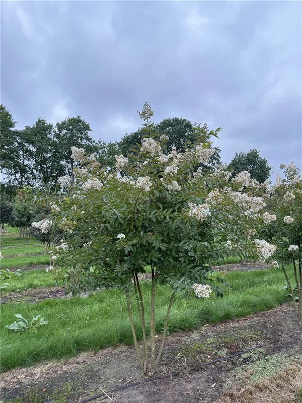 Lagerstroemia indica 'Natchez'