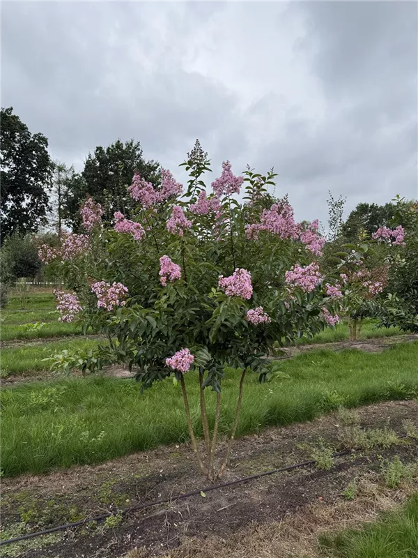 Lagerstroemia indica 'Muskogee'