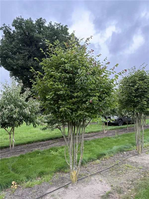 Parrotia persica 'Vanessa'