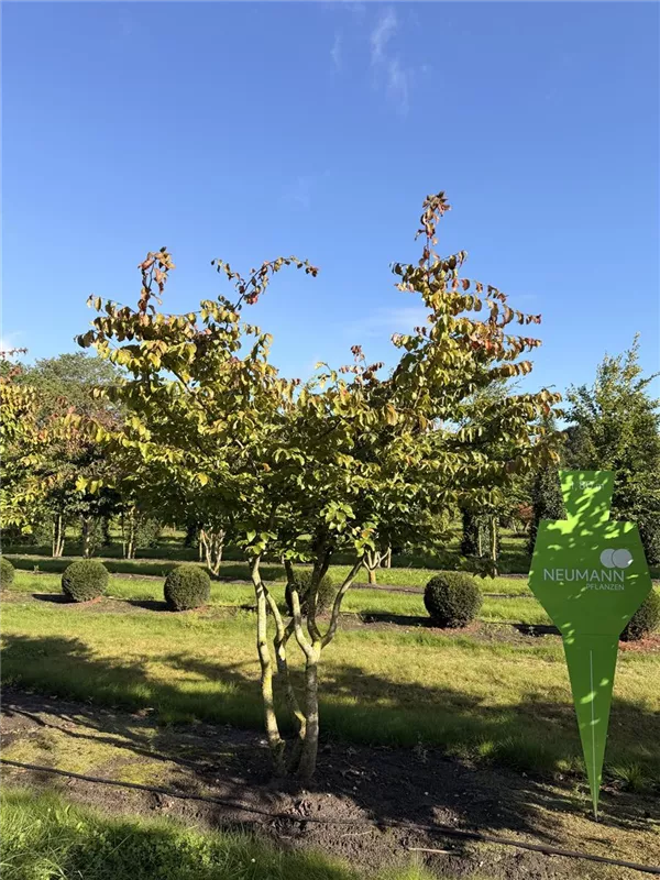 Parrotia persica