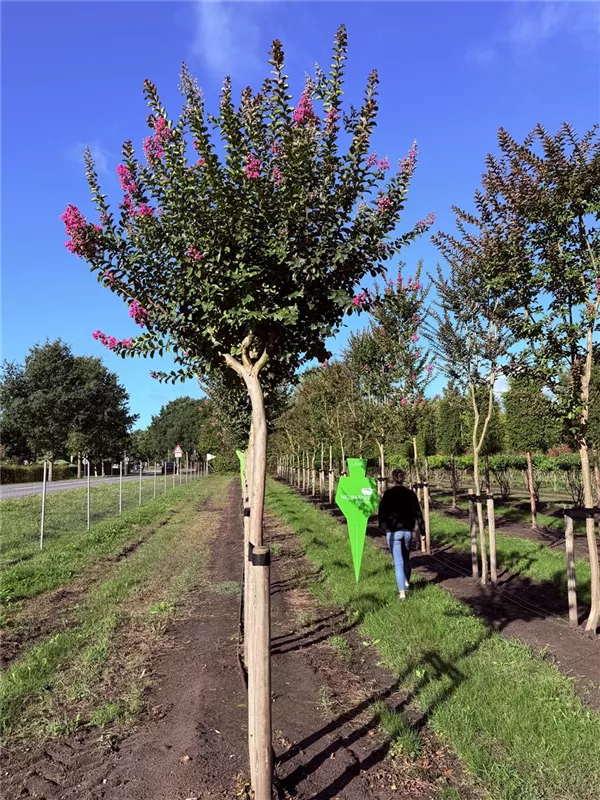 Lagerstroemia indica 'Rosea Grassi'