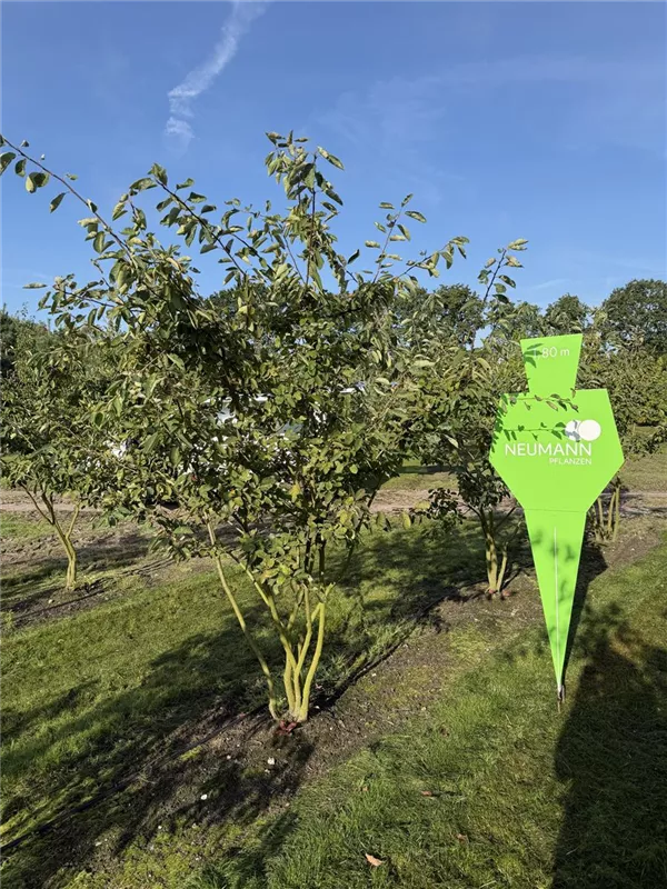 Amelanchier lamarckii