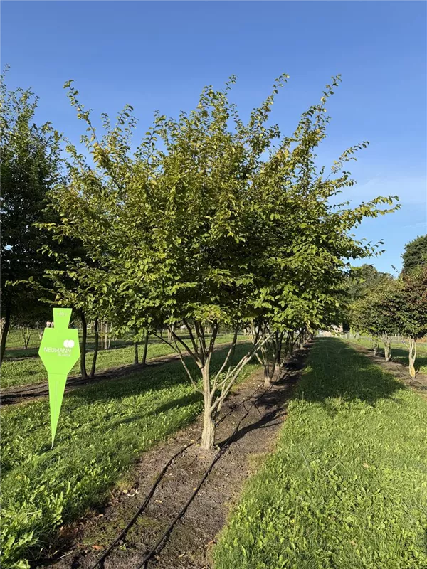 Carpinus betulus