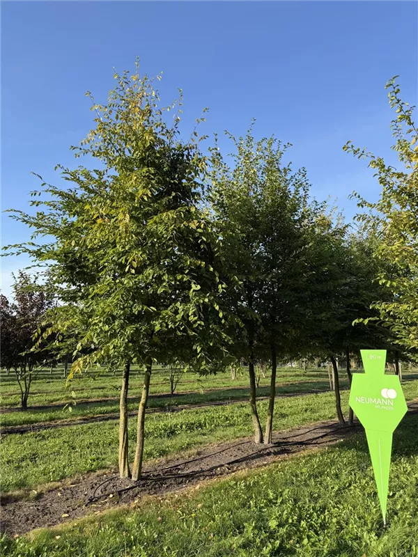 Carpinus betulus