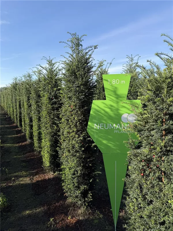 Taxus baccata 'Höpken's Gigant'