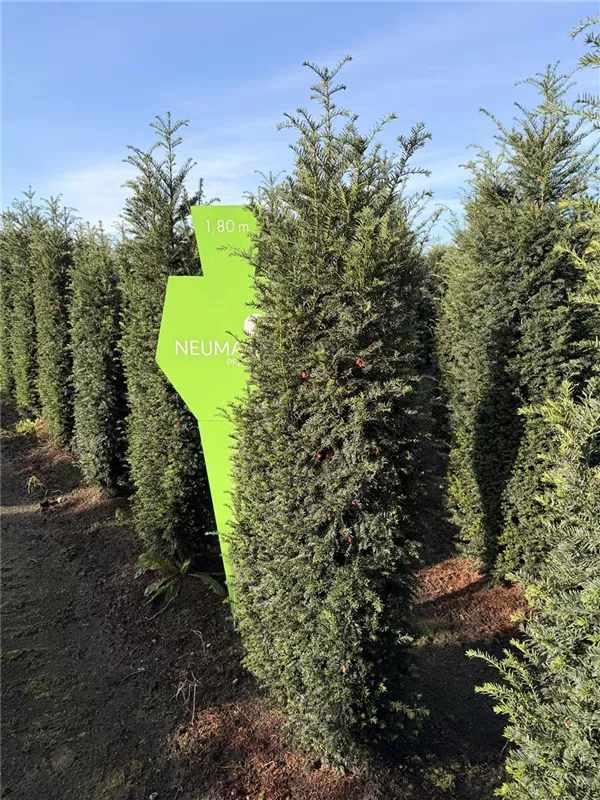 Taxus baccata 'Höpken's Gigant'