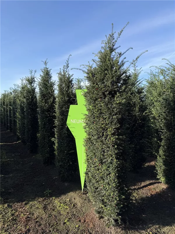 Taxus baccata 'Höpken's Gigant'