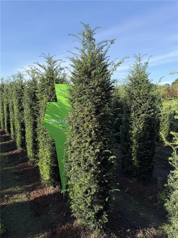 Taxus baccata 'Höpken's Gigant'